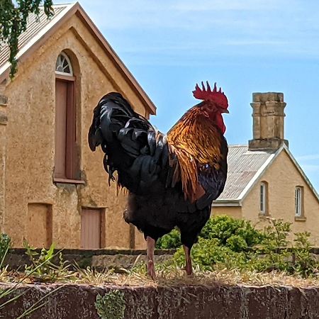 Woolmers Estate Longford ภายนอก รูปภาพ